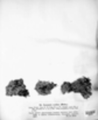 Lecanora oculata image